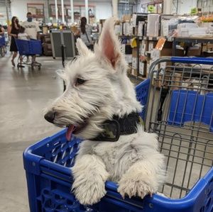 Meet your Posher, Yentl